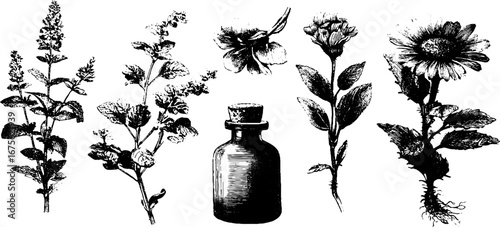 Medicinal herbs collection - vintage engraving design elements for botanical art and labels