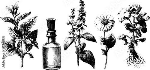 Medicinal herbs collection with engraved design elements for natural remedies and botanical illustrations
