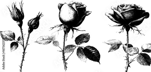 Vintage rose engraving elements collection for design and decoration