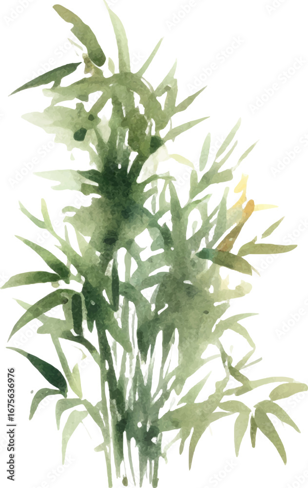 Obraz premium Vector watercolor painted bamboo. Hand drawn flower design elements isolated on white background.