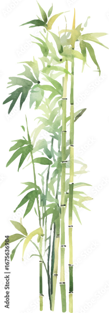 Fototapeta premium Vector watercolor painted bamboo. Hand drawn flower design elements isolated on white background.