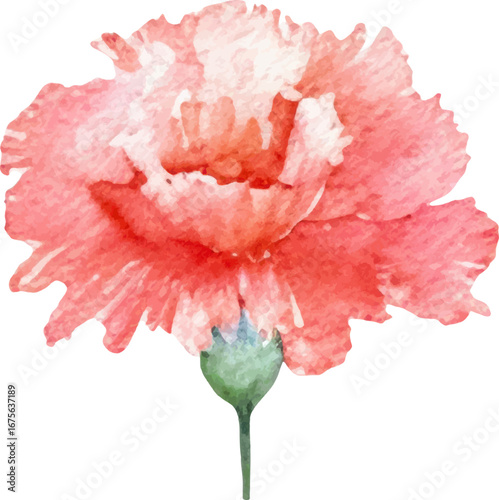 Watercolor painted carnation flower. Hand drawn design element isolated on white background.