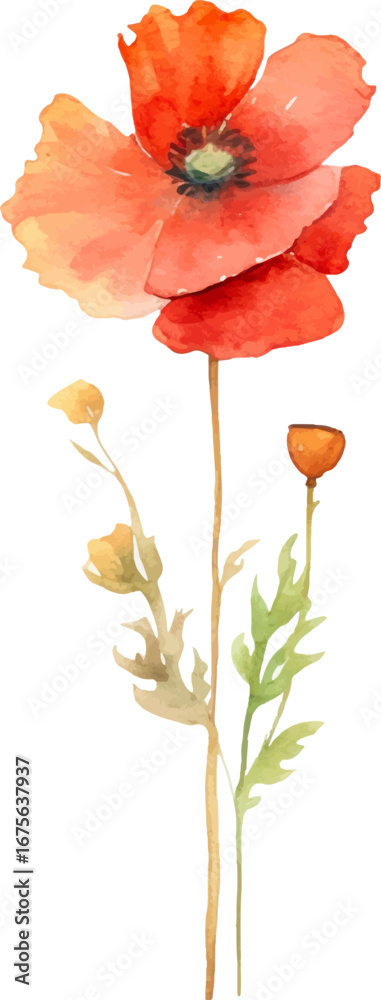 Naklejka premium Vector watercolor painted poppy flower. Hand drawn design element isolated on white background.