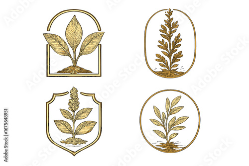 Set of vintage tobacco plant logo emblems. Golden botanical illustrations in a classic engraving style. Luxury agriculture symbol collection for cigar or organic branding vector.