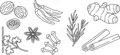 Herbs and spices illustration, nutmeg, chili pepper, ginger root, rosemary, cinnamon, cloves, star anise, cilantro, peppercorns, botanical cooking ingredients, culinary seasoning