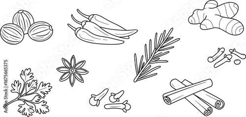 Herbs and spices cad drawing flat vector illustration, nutmeg, chili pepper, ginger root, rosemary, cinnamon sticks, star anise, cloves, coriander leaves, botanical seasoning design