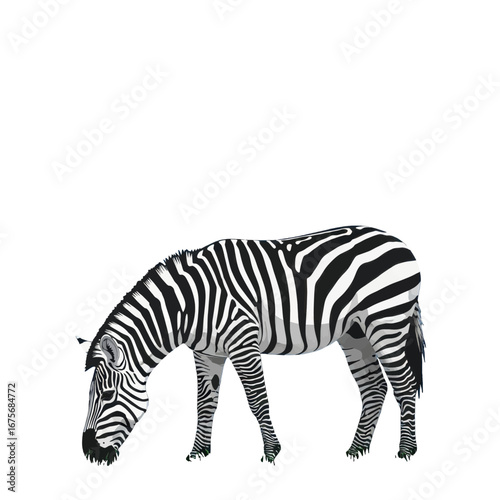A detailed illustration of a zebra grazing against a black background, showcasing its distinctive black and white stripes.