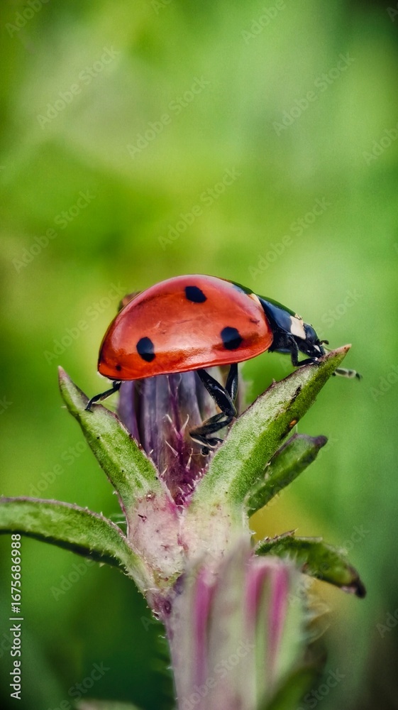 Fototapeta premium ladybird on a flower