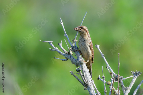 初夏から夏の北海道の草原で見ることができる迷彩色の不思議な野鳥アリスイ