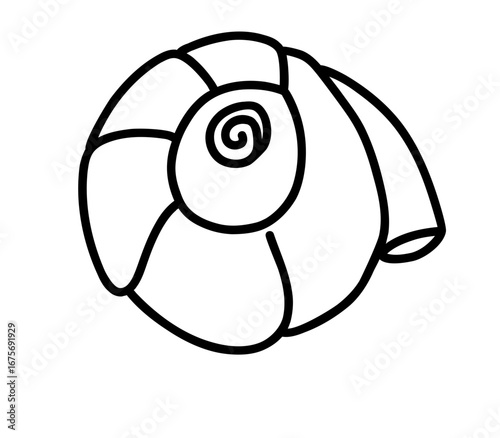 Round Spiral Shell Drawing