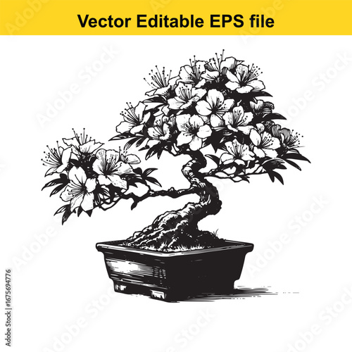 Bonsai tree with blooming flowers in a pot, isolated on white background