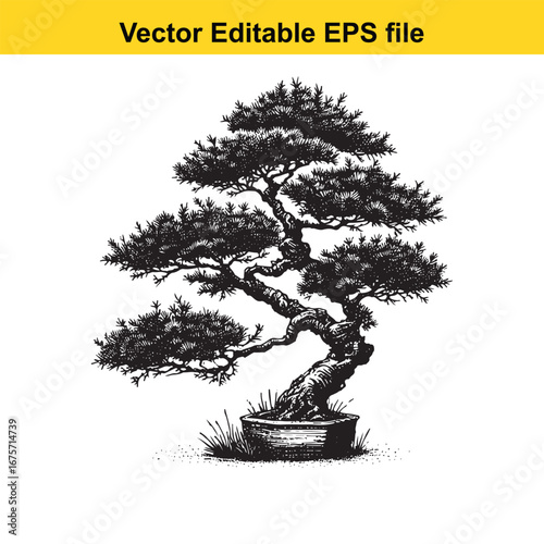 Detailed black and white illustration of a bonsai tree isolated on white background