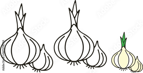 Garlic bulb vector icon set in outline and color art