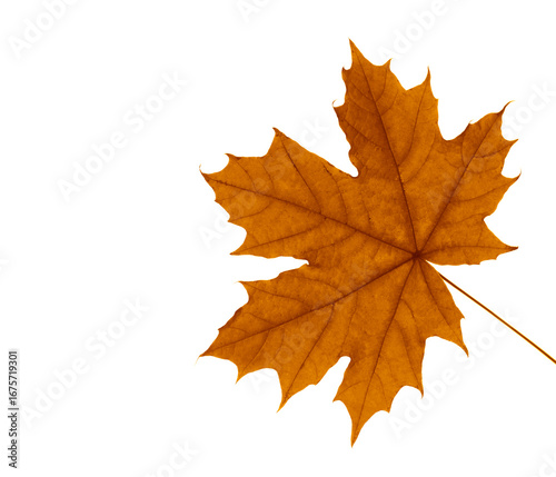 Wallpaper Mural Nature autumn background,  one single yellow leaf in fall. orange brown leaves. isolated on white background. Torontodigital.ca