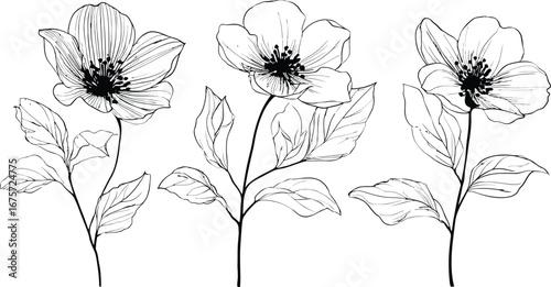 Black and White Line Drawing of Three Five-Petaled Flowers with Elongated Veined Leaves and Varied Stem Orientations, Depicted in Minimalist Style to Evoke Organic Elegance and Artistic Clarity
