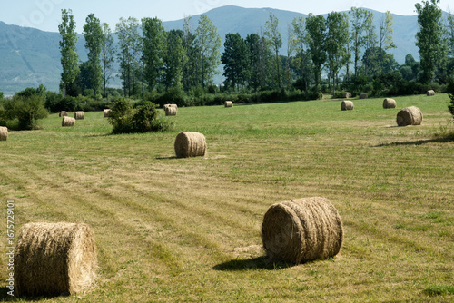 A mown countryside field scattered with round hay bales bordered by trees with mountains on the horizon. The scene shows seasonal harvest and rural agriculture in Bulgaria.