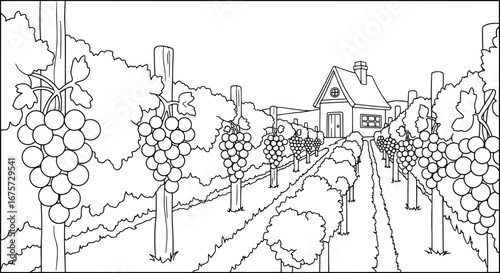 Vineyard with transparent background