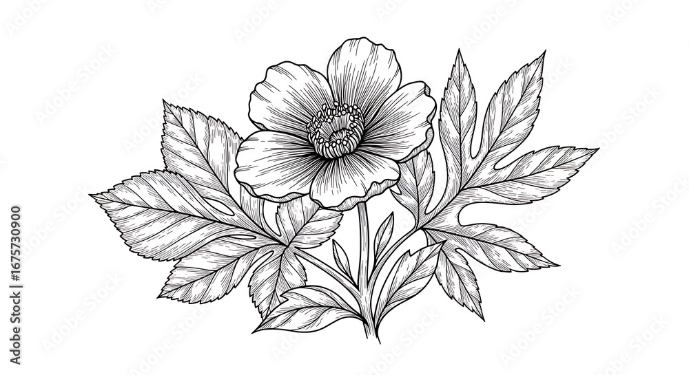 Fototapeta premium Detailed botanical illustration of a flower and leaves.