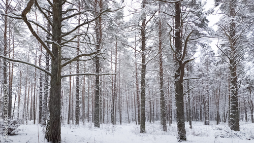 forest in winter