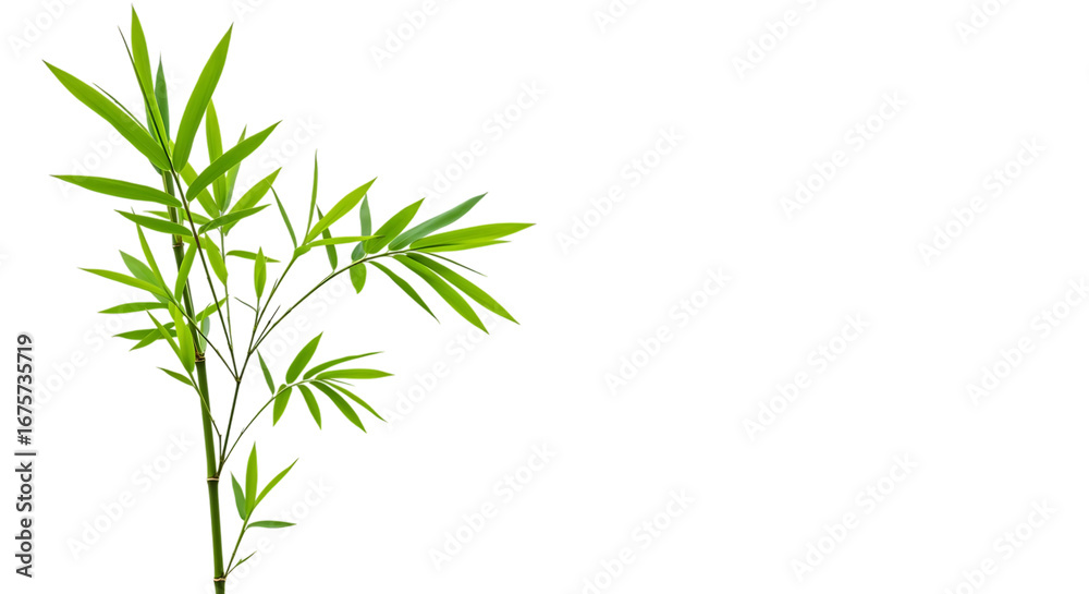 Fototapeta premium Green Bamboo Plant on Black Background Highlighting Its Vibrant Leaves