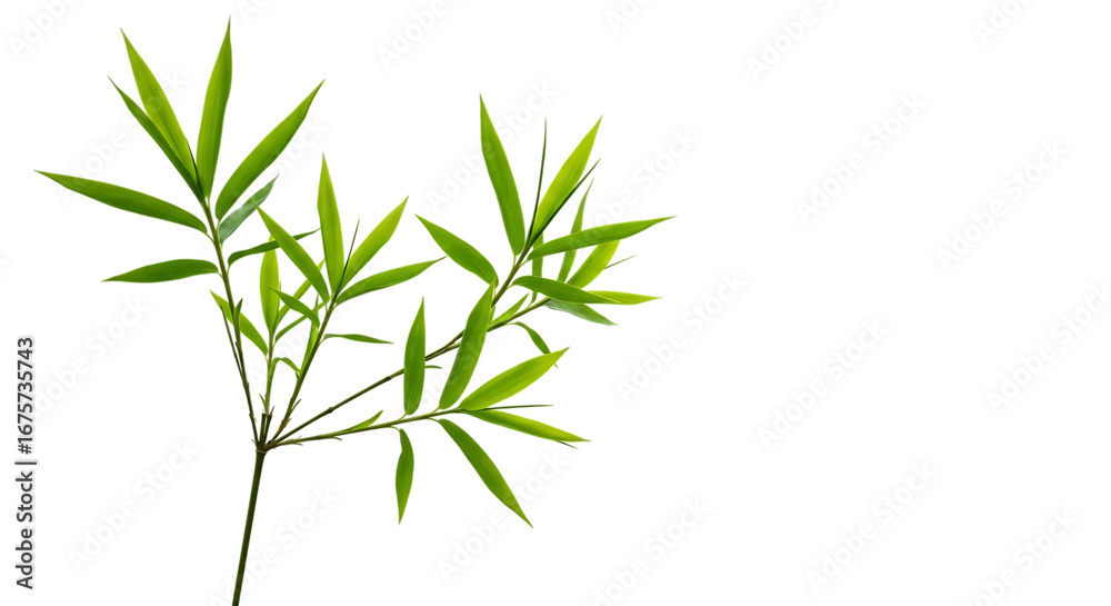 Fototapeta premium Green Bamboo Plant on Black Background Highlighting Its Vibrant Leaves