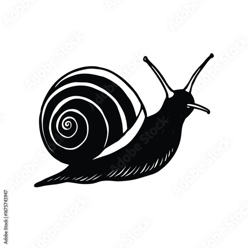 snail isolated on white background