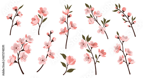 Elegant cherry blossom branches in bloom, perfect for spring floral design and decor projects