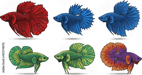 Create a kinds of deferent betta, siamese fighting fish hand drawn vector art with white background.