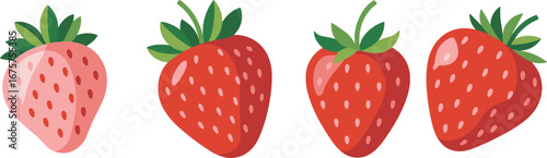 Strawberry ripening stages, fruit growth, unripe to ripe, fresh berries, agriculture concept, botanical illustration, healthy food, vector art, farm produce, nutrition