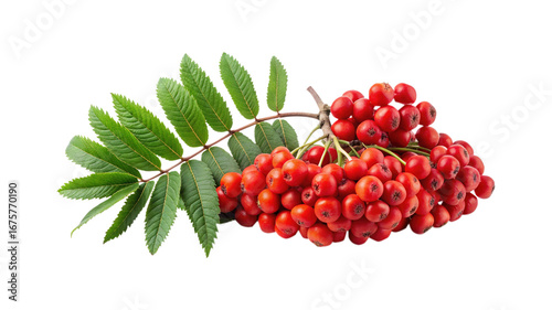 Bild auf Leinwand A Vibrant Display of Rowan Berries and Lush Green Leaves on White