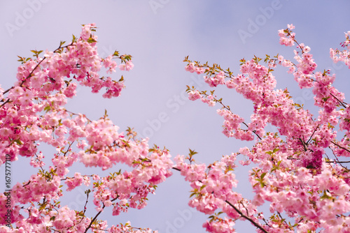 pink cherry blossom