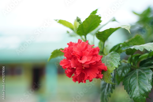 red carnation flowers