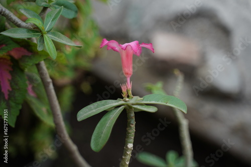 bud of a pink flower