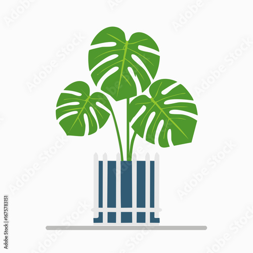 Monstera Plant in Decorative Pot: Vibrant monstera deliciosa plant with large, fenestrated leaves displayed in a decorative pot. An illustrative representation of nature's beauty inside.