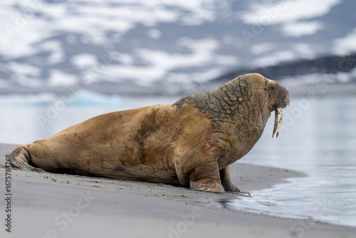 A walrus rests on an Arctic beach in Svalbard, its massive body contrasting with the icy mountains and wild beauty of the polar landscape.