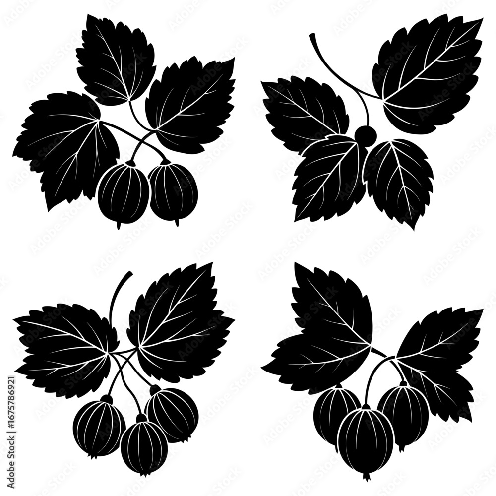 Obraz premium Four black and white gooseberry bunches with leaves isolated on a white background in a vector format