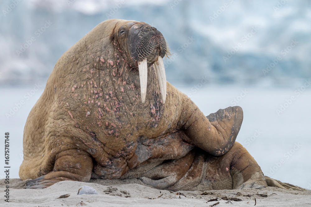 Fototapeta premium A walrus rests on an Arctic beach in Svalbard, its massive body contrasting with the icy mountains and wild beauty of the polar landscape.