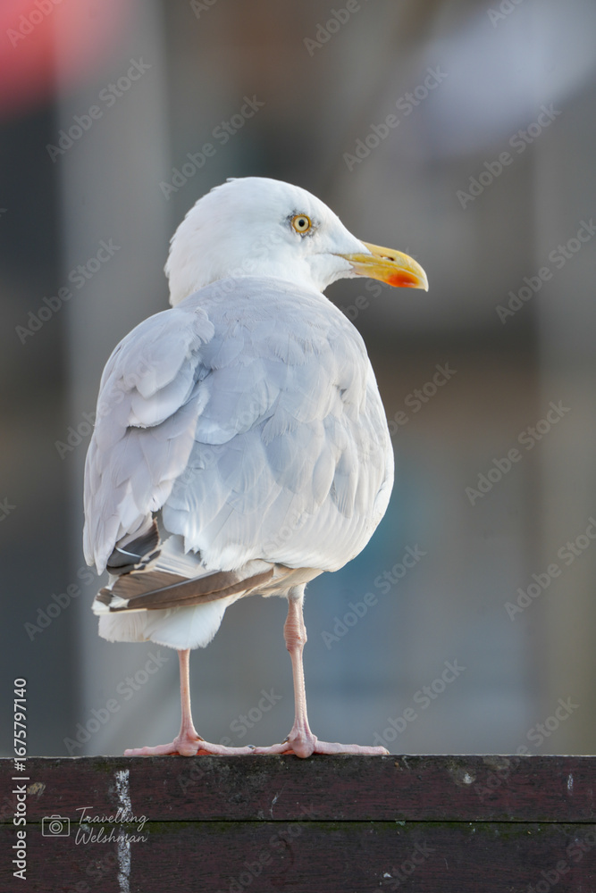 Obraz premium black headed gull