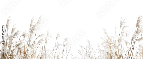 Elegant pampas grass reeds isolated on transparent background for decoration
