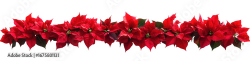 Beautiful red poinsettia flowers arranged in a row isolated on transparent background