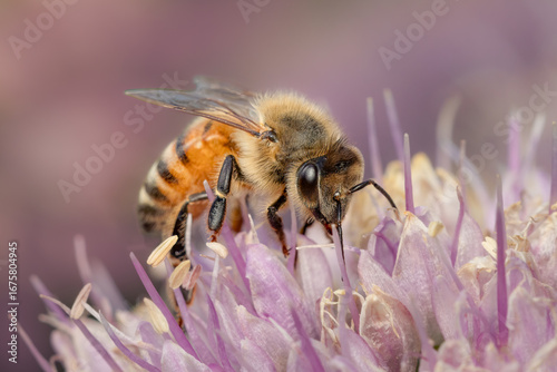 Closeup on an honeybee gathering pollen in a pink flower on a summer morning with blurred background