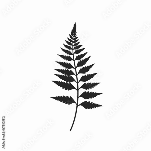 Isolated fern frond creating a botanical modern artistic elegant silhouette