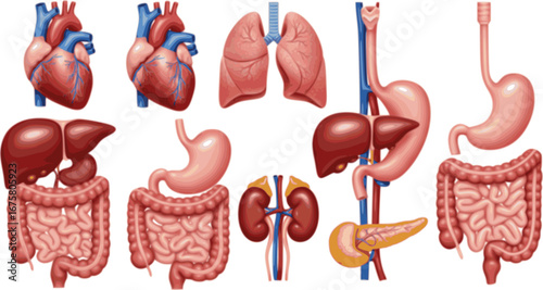Human organs isolated on white background. Realistic illustration for the study of human anatomy.
