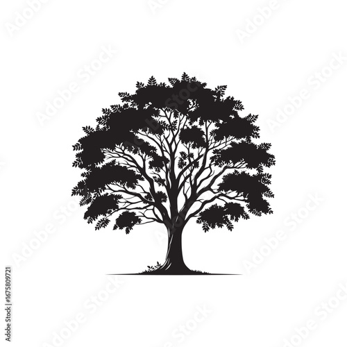 Ash tree Vector (3).eps
