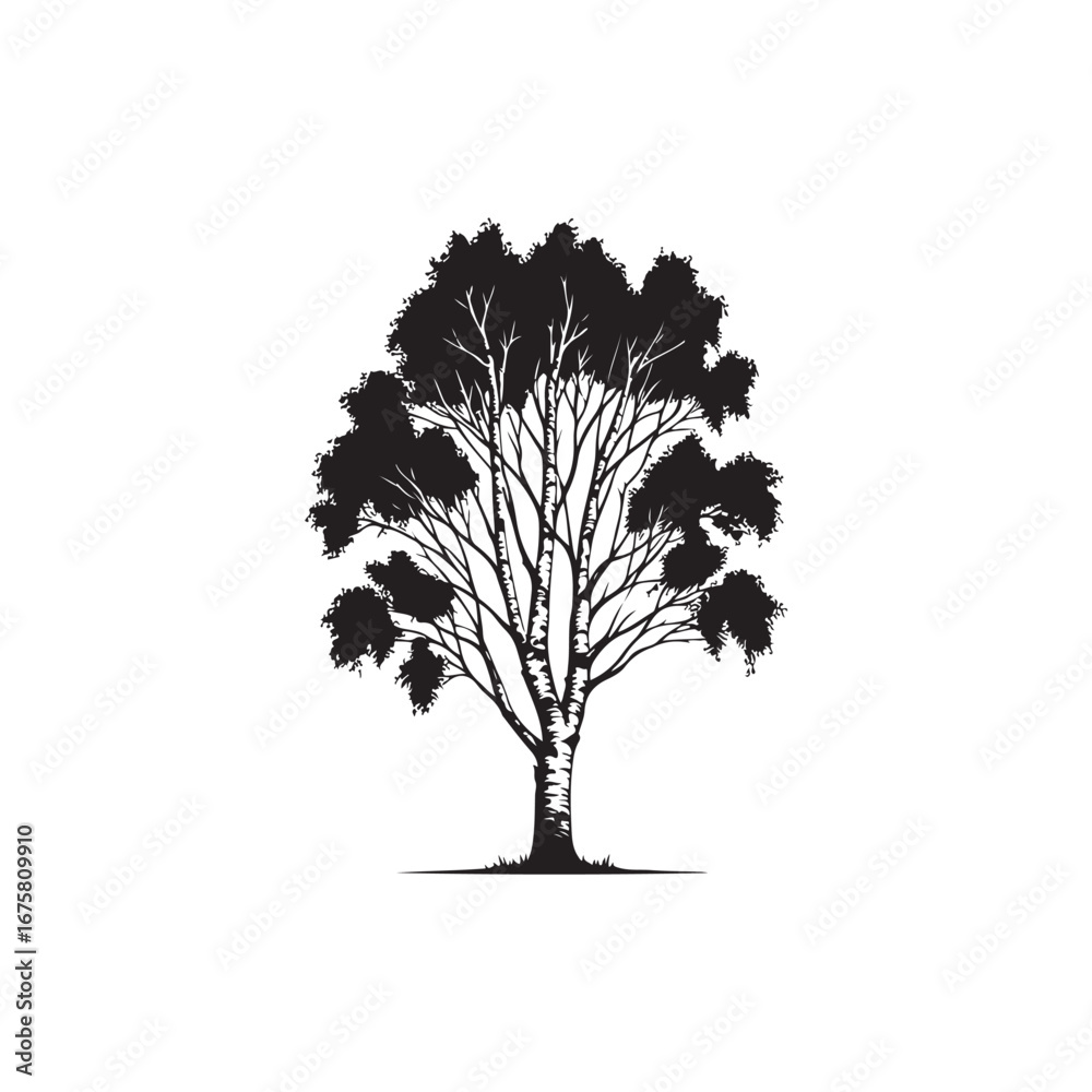 Fototapeta premium Birch tree Vector (2).eps