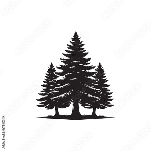 Douglas Fir tree Vector (2).eps