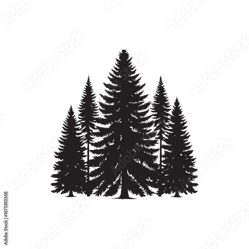 Douglas Fir tree Vector (1).eps