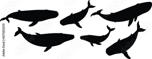 Vector illustration of six different whale silhouettes in black and white, showcasing various sizes, ideal for ocean, marine, and wildlife designs.