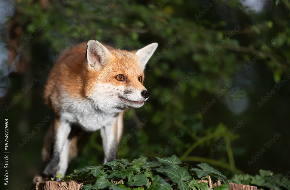 Obraz premium Portrait of a cute red fox standing in a forest at night