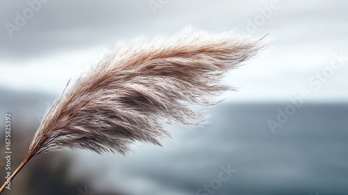 A fluffy pampas grass flower, light orange and white, blurred against the beach background, highlights the graceful grass shape, creating a charming, serene natural beauty.